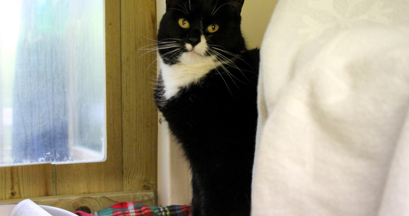 Cat cystitis treatment hotsell uk